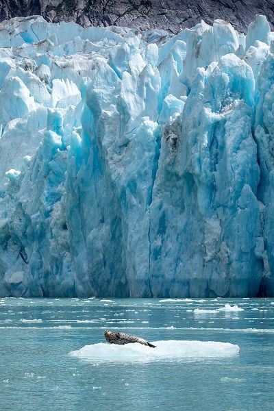 Alaska-South Sawyer Harbor Seal resting on iceberg calved from Dawes Glacier in Endicott Arm